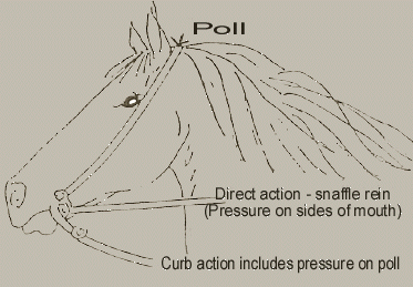 The bit is used to communicate to the horse by applying pressure to different areas of the horse's head