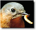 Bluebird with mealy worm