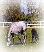 Mare and Foal