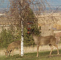 Doe at bird feeder