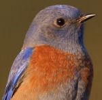 Western Bluebird