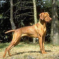 Vizsla