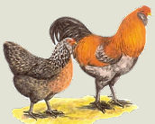 Araucana chickens