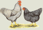 barred plymouth rock chickens