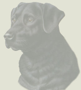 Black Lab