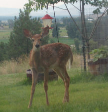 Fawns will taste and test anything until they learn what is good and what isn't