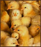 Lots of Chicks