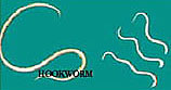 Hookworm picture