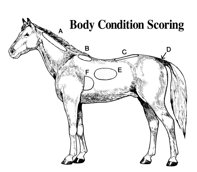 Body Condition Score Chart