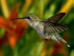 hummingbird