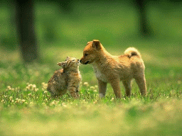 Keep your pets healthy with a regular worming program.