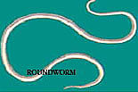 Roundworm picture