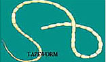 Tapeworm picture