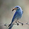 Mountain Bluebird with bug