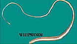Whipworm picture