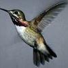 Calliope Male