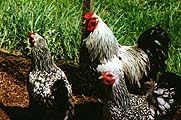 Popular Poultry Breeds