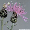 Spotted Knap Weed